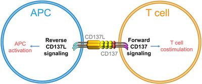 CD137L-DCs, Potent Immune-Stimulators—History, Characteristics, and Perspectives